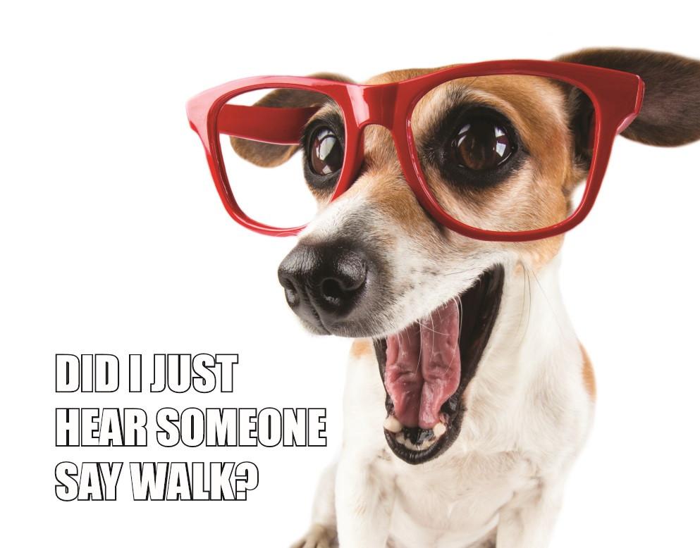DoggyBiome: Gut Health Test